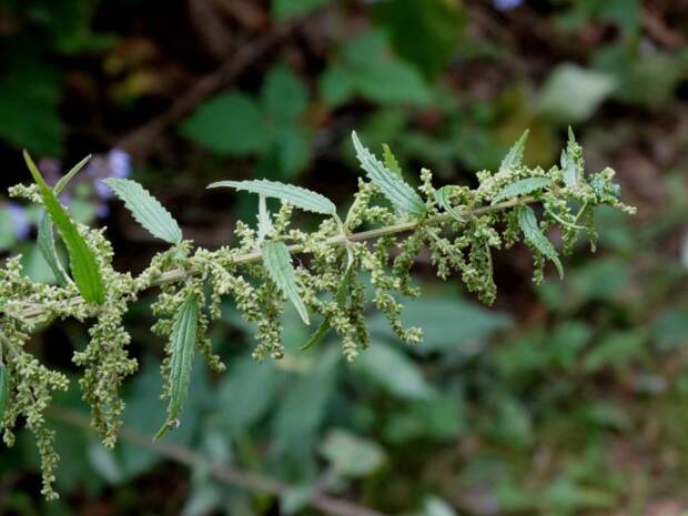 Крапива узколистная фото (лат. Urtica angustifolia)
