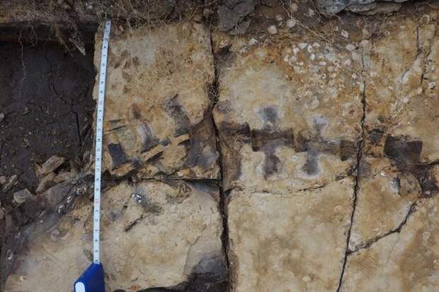 Сувенир возрастом 9 млн лет: На Кубани вандалы растащили скелет древнего кита