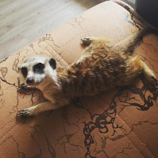 Пермский сурикат Сёма животные, пермь, сурикат