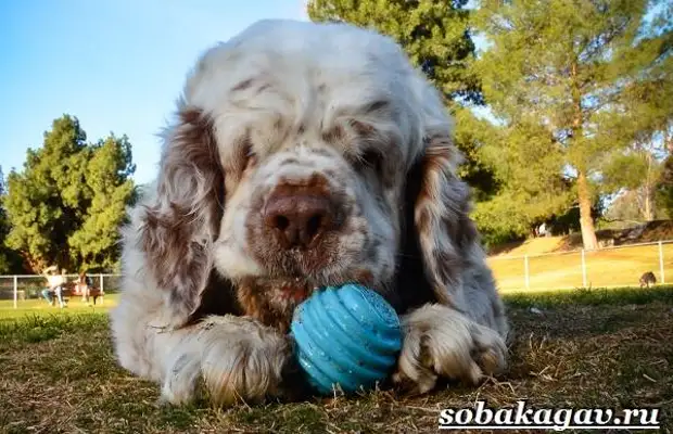 Кламбер спаниель собака. Описание, особенности, уход и цена породы