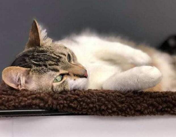 Лежащий кот Кот лежит