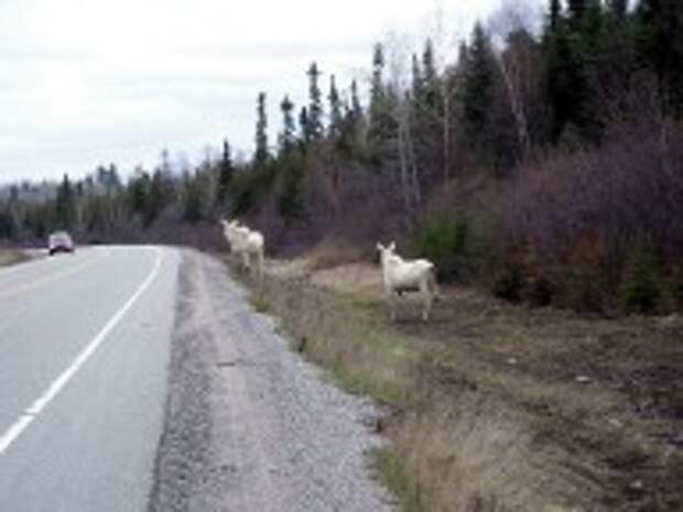 06-albino-moose