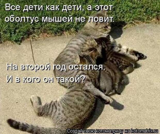 Лучшие котоматрицы недели (51 фото)
