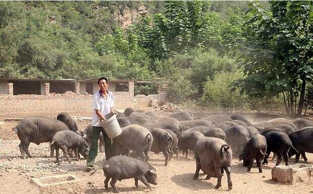 Фермер из Китая вырастил свинью размером с медведя