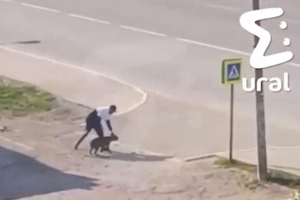 Mash: в Перми мужчина жестоко избил собаку в воспитательных целях