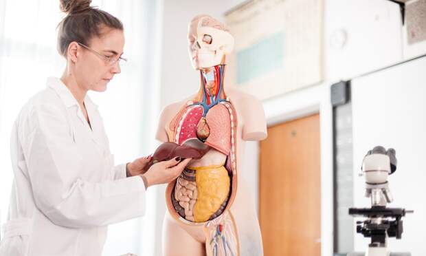 Как подготовить печень к новогодним праздникам, рассказала гепатолог Заботина