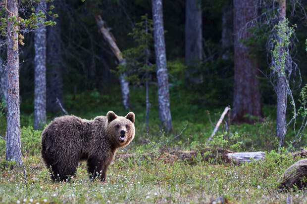 Профессор Гламаздин: нельзя оборачиваться спиной к дикому животному