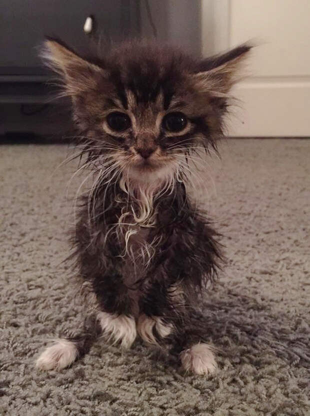 “Kangaroo” Kitten Born Without Elbow Joints Was The Smallest And Weakest Of The Litter, Look At Her Now
