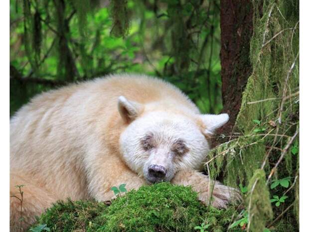 Медведь Кермода: Почему целая популяция чёрных медведей стала белоснежной?