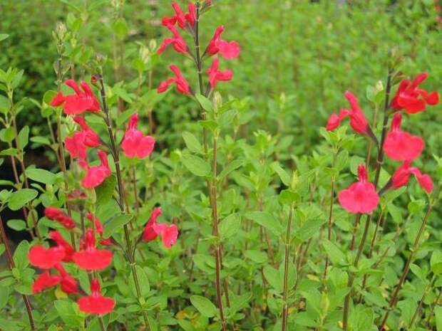 Salvia microphylla