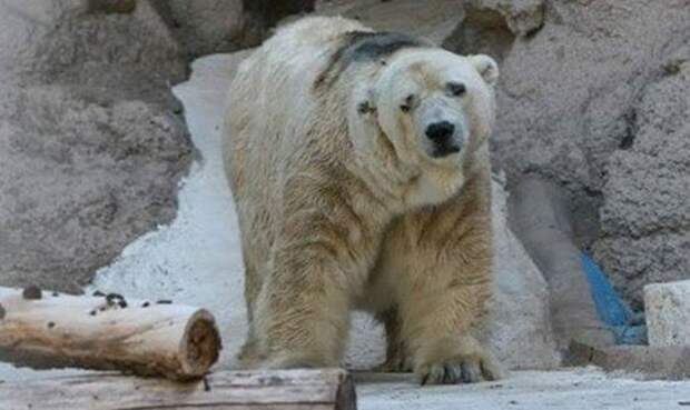Самый грустный белый медведь в мире скончался после 22 лет жизни в бетонной яме белый медведь, грустное, животные