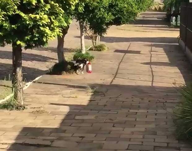 Бразильский пёс самостоятельно ходит за покупками