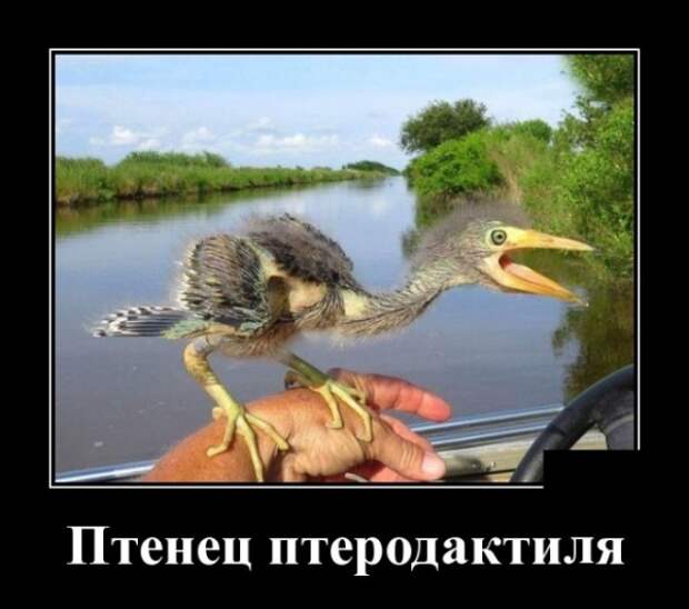 Зверушки - всегда источник позитива!