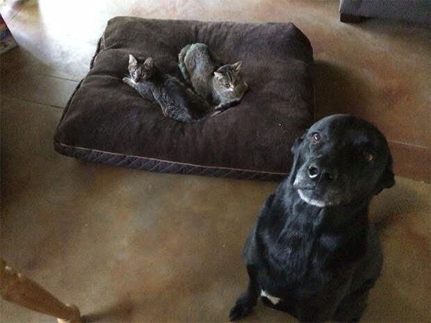 cats-stealing-dog-beds-31-57e102f4d887e__700