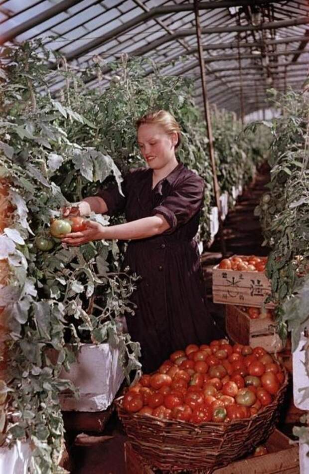 Сбор и сортировка урожая помидоров в подмосковном колхозе.