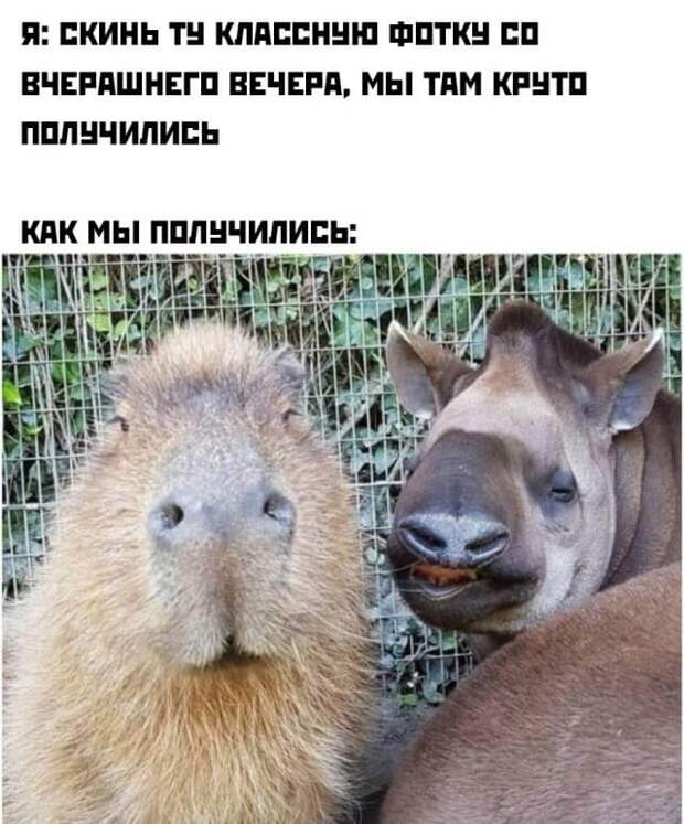 Смешные картинки 28 декабря 2021 года