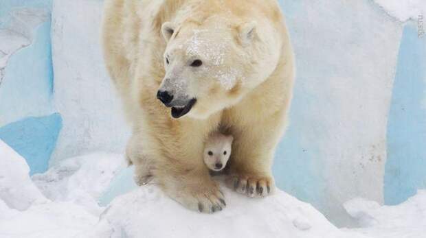 Белая медведица и медвежонок, Интересные факты о Белых Медведях