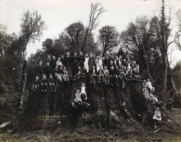 Филдбрукский пень, 1890-е   история, смотреть, фото