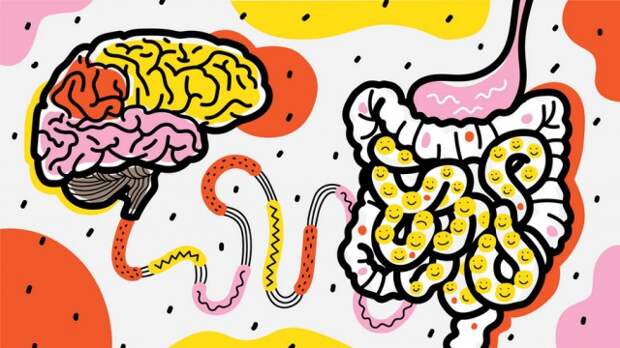 Почему кишечник – второй мозг, и как нами управляют бактерии