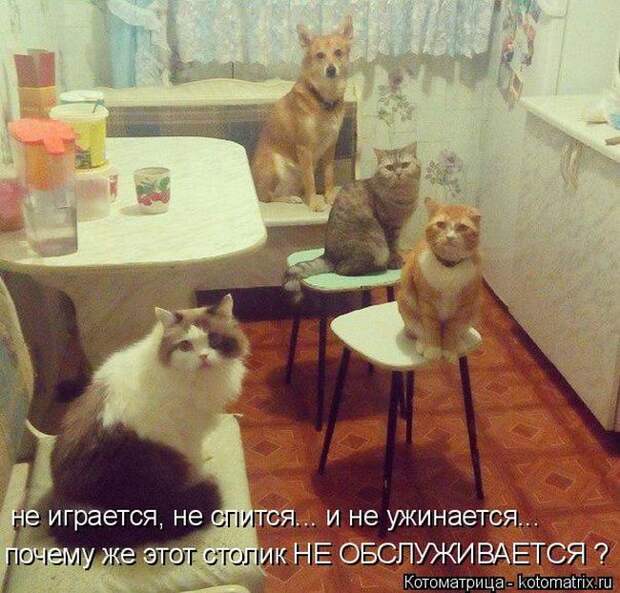 Лучшие котоматрицы недели (50 фото)