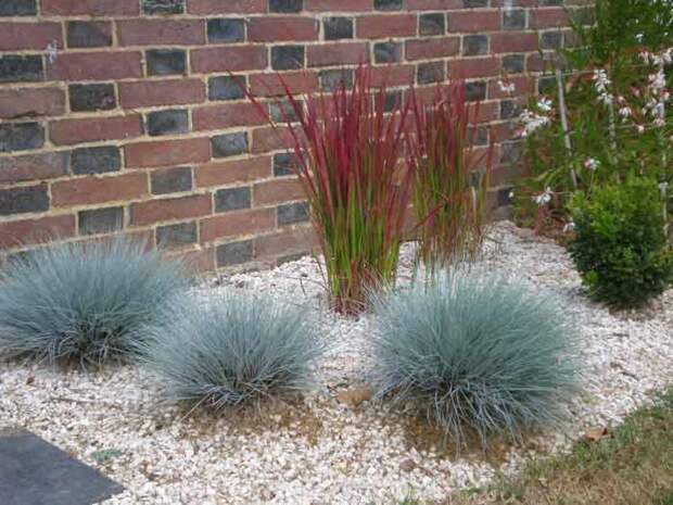 Декоративные злаки