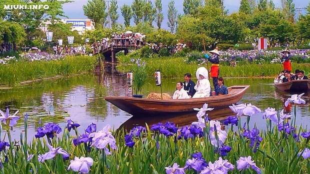 Суйго Савара (Suigo Sawara) - водный сад ирисов в Японии