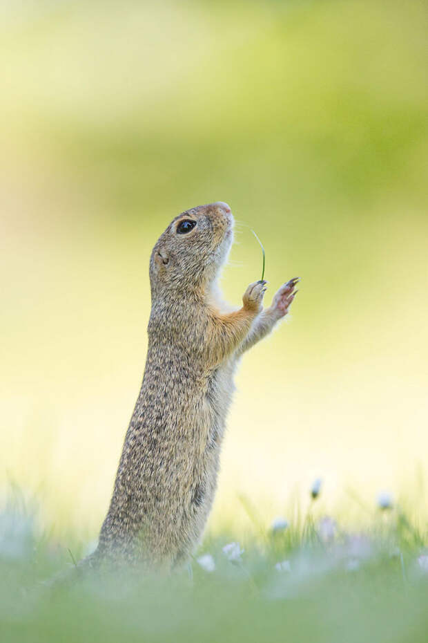 Comedy Wildlife Photo Awards Shortlist