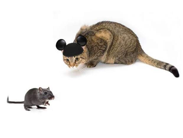disneycat2-610x460
