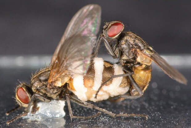 Здоровый самец комнатной мухи пытается спариться с трупом самки, пораженной грибом E. muscae