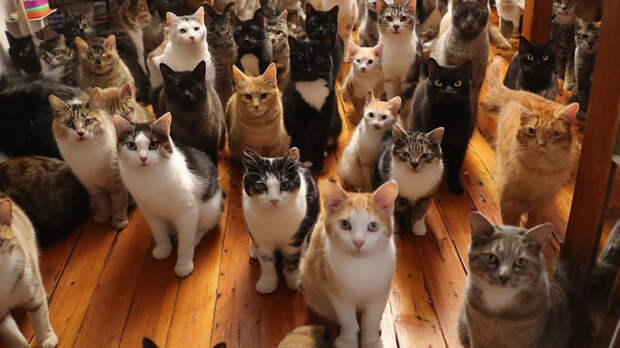 Сюрприз в новом жилье: пара обнаружила десятки кошек в купленном доме