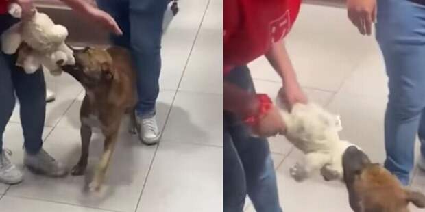 Игрушка, за которую стоило бороться