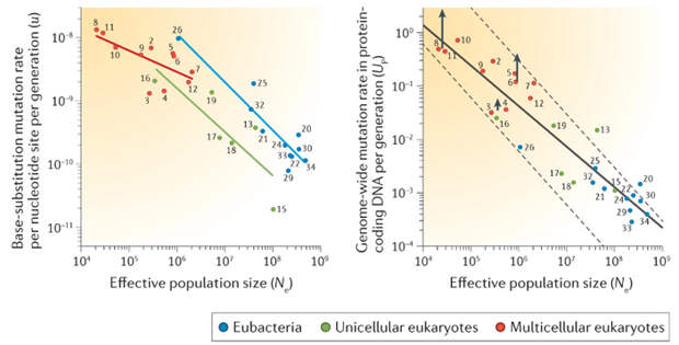 Рис. 3. Темп мутагенеза отрицательно коррелирует с эффективной численностью популяции