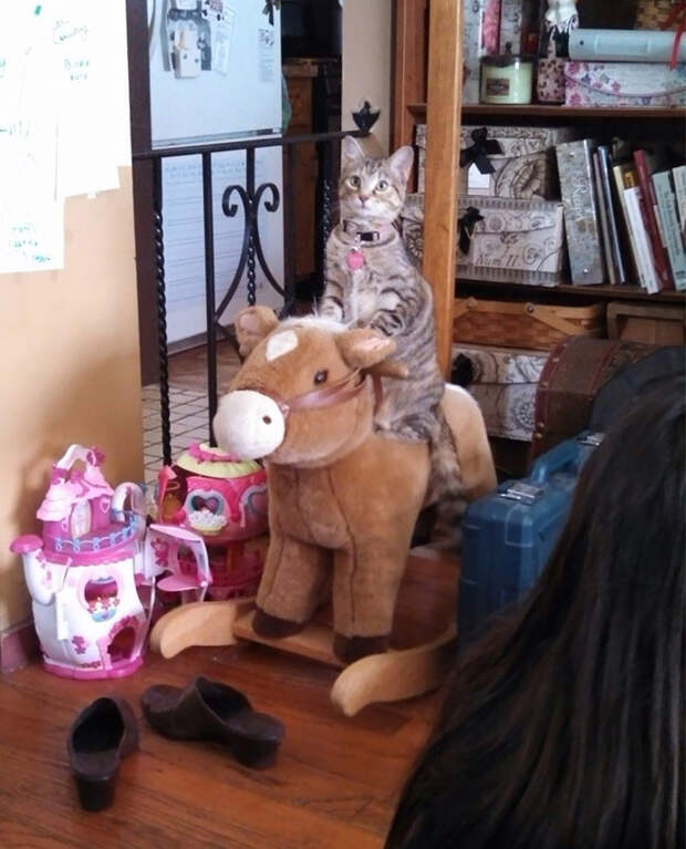 Эта кошка мяукает до тех пор, пока ее не покачают на лошадке животные, коты, кошки, неожиданно, привычки, странности, фото, юмор