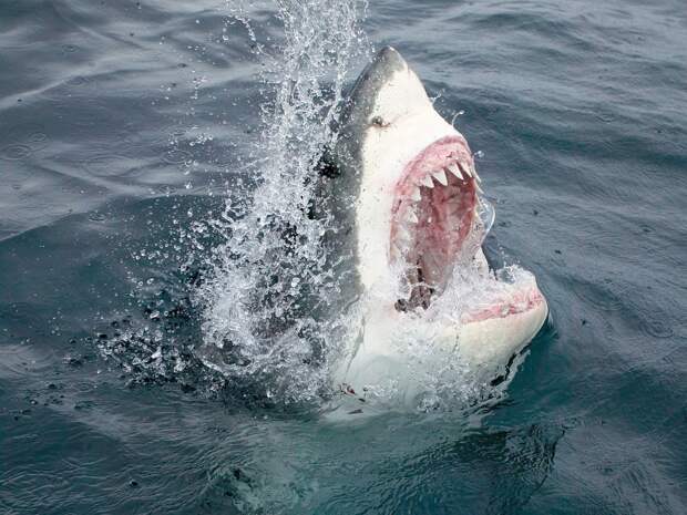 10. Большая белая акула – штат Массачусетс, США.
