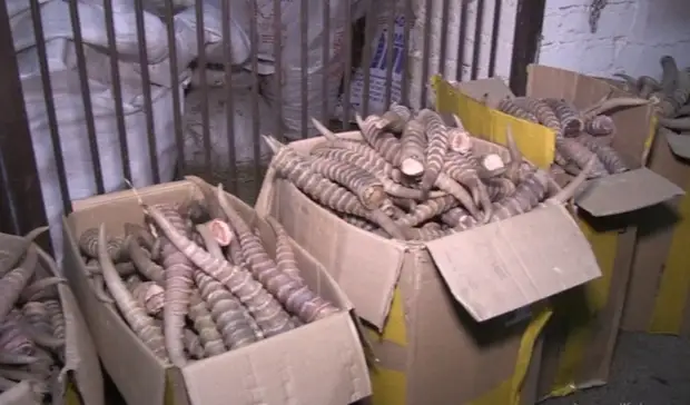 Грузовик с измученными львятами и обезьяной задержали в Волгограде