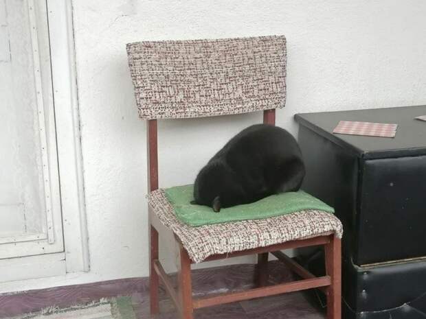 Снимки чёрных котов, которые приносят в дом только радость и веселье