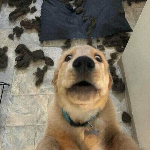 11 питомцев, которые устроили дома хаос, но ни о чем не жалеют 