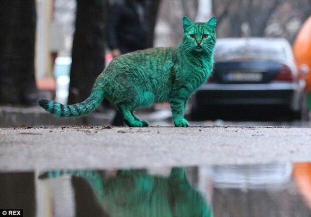 зелёный кот Варна, Green cat Varna