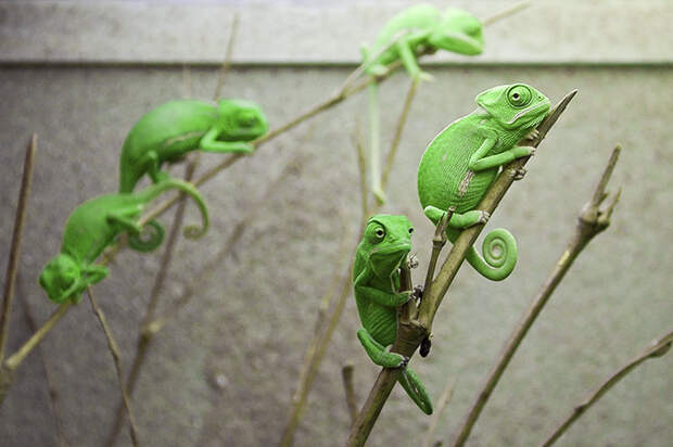 Veiled Chameleon Youngsters