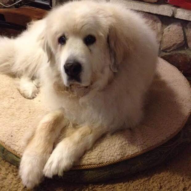 It's Dog or Nothing | #FluffiesGoneFamous