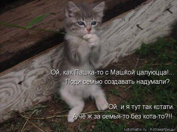 Лучшие котоматрицы недели (50 фото)