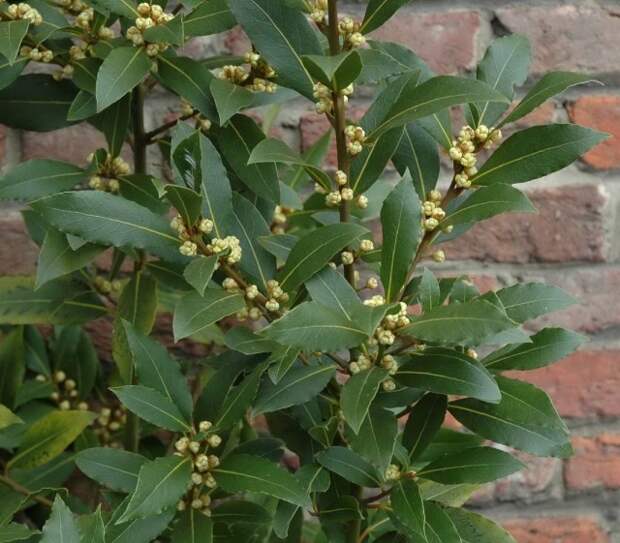 Лавр благородный (Laurus nobilis)