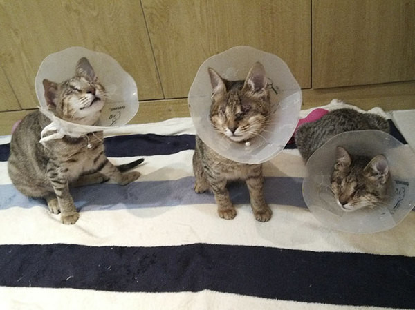 Три слепых кота доброта, кот, слепой, три слепых кота