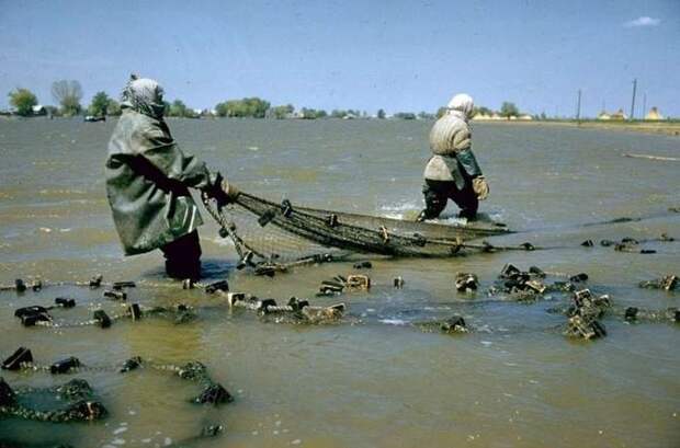 Как в СССР добывали черную икру 