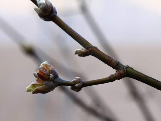 Шепотки на распускающиеся почки: как притянуть удачу и силы весной