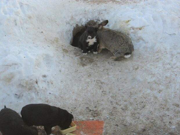 Кролик спас от гибели щенков застреленной дворняги