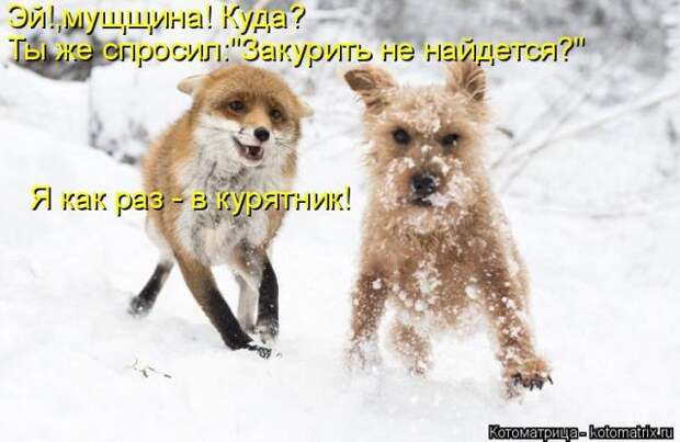 Лучшие котоматрицы недели (50 фото)