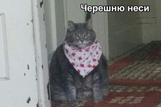 Ничего лучше черешни быть не может!