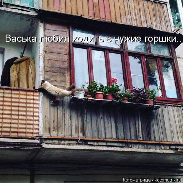 Лучшие котоматрицы недели (50 фото)