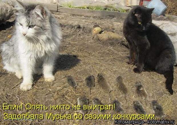 Свежая котоматрица (33 фото)
